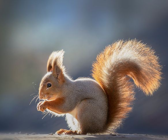 Squirrel shiny
