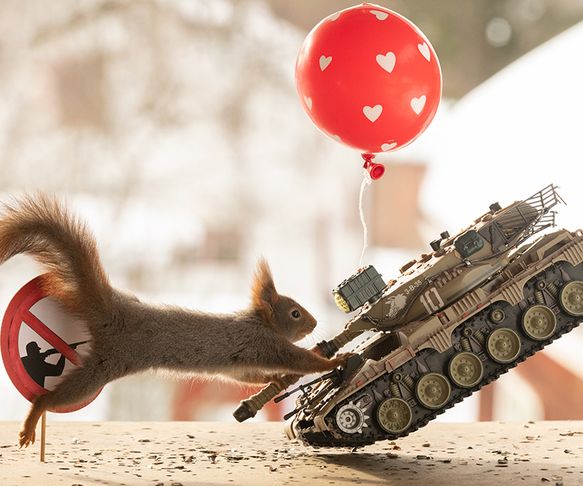 Squirrel stops the war