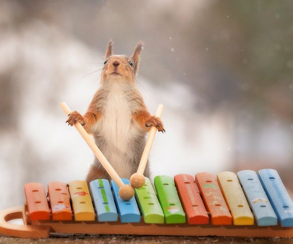 Squirrel the musician