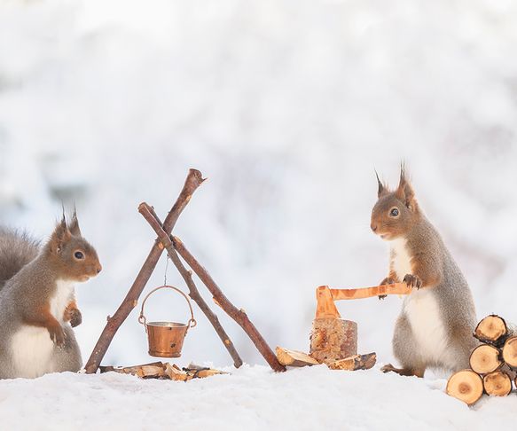 Squirrel winter camp