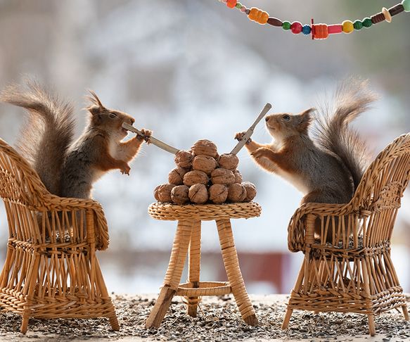 Squirrels breakfast
