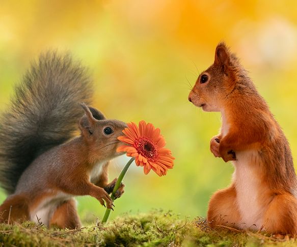 Squirrels daisy lover