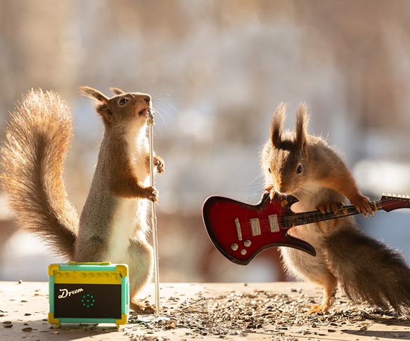 Squirrels nut band