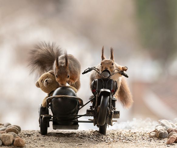 Squirrels with speed