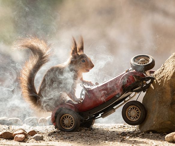 squirrel in an accident
