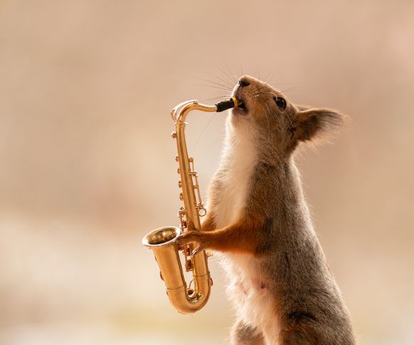 squirrel the saxist