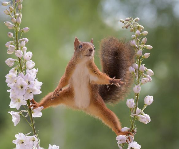 Squirrel the dancer