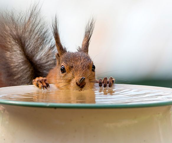 The thirsty squirrel