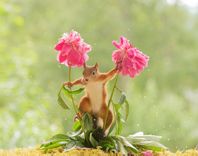 Flower dancer