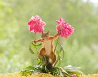 Flower dancer