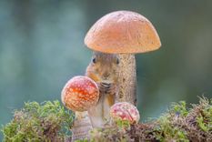 mushroom whisperer