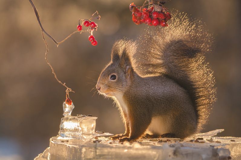squirrel bright tail