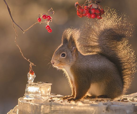 squirrel bright tail